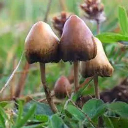 Psilocybin